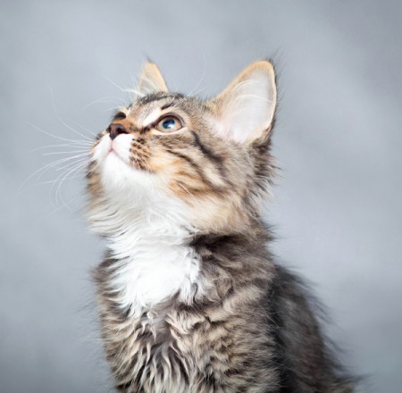 L-726 Gatito
